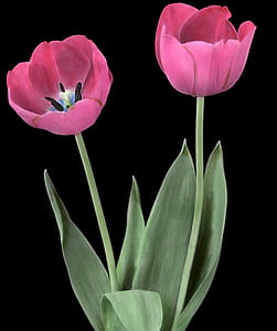 two pink tulip flowers thumbnail