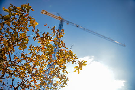 construction, industry, crane, leaves thumbnail