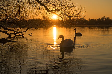 two white swans thumbnail