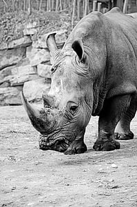 grayscale photography of rhinoceros thumbnail