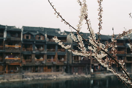 selective focus photo of white flowers with buildings on background thumbnail