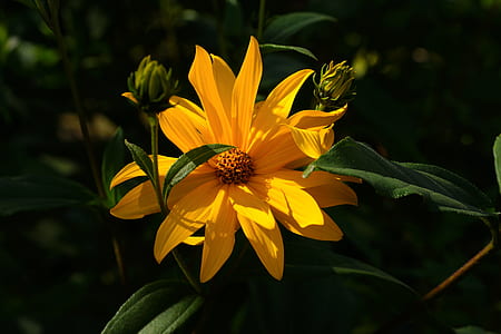 yellow multi-petaled flower focus photography thumbnail