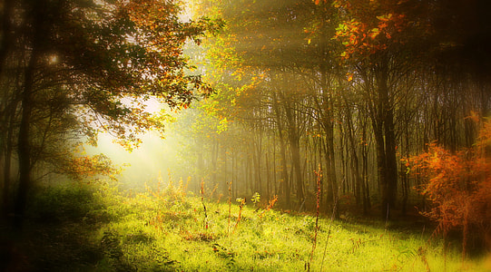 green and brown forest during daytime thumbnail