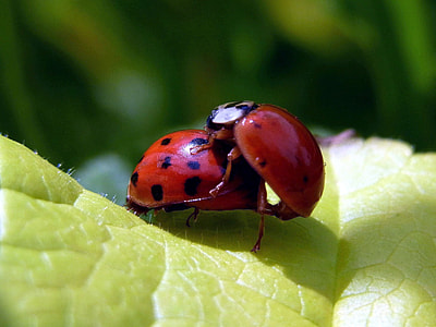 shallow focus photography of ladybug thumbnail