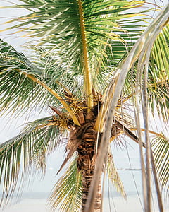brown and green coconut tree thumbnail