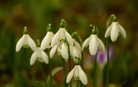 selective focus photography of white snowdrop flowers thumbnail