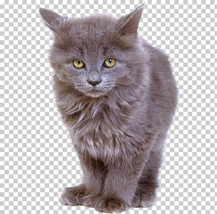 Nebelung British Semi Longhair Persian Cat Chartreux British
