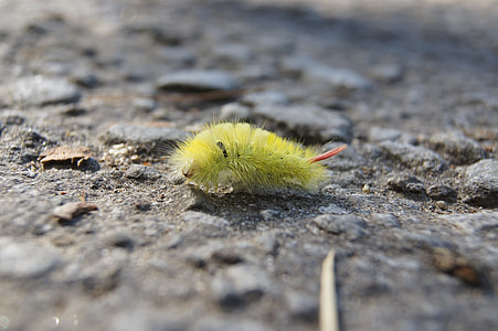 American dagger moth caterpillar on brown surface thumbnail