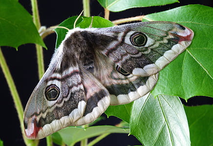red and gray moth on green leaf thumbnail