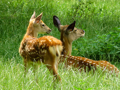two brown deer on grass field thumbnail