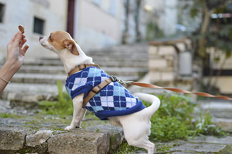 white and tan chihuahua standing near person holding treat thumbnail