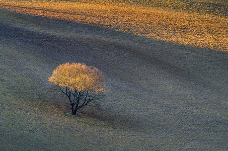 tree and sand thumbnail