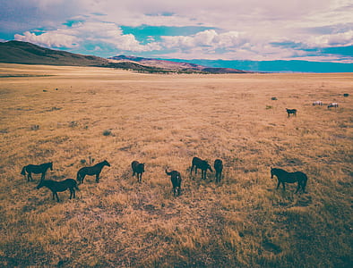 group of horses on brown grass field digital wallpaper thumbnail