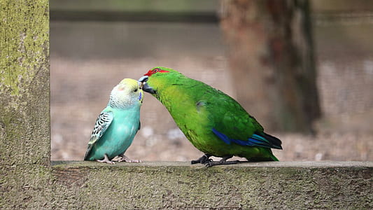 selective focus photography of budgerigar and green parrot kissing thumbnail
