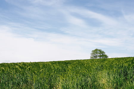 photo of grass field thumbnail