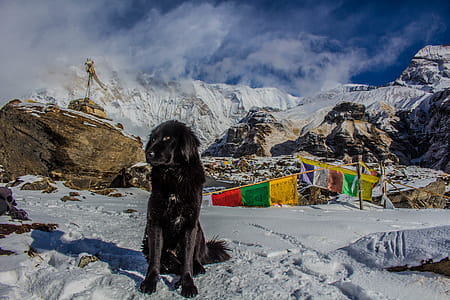 Black Dog on Snowy Mountain thumbnail