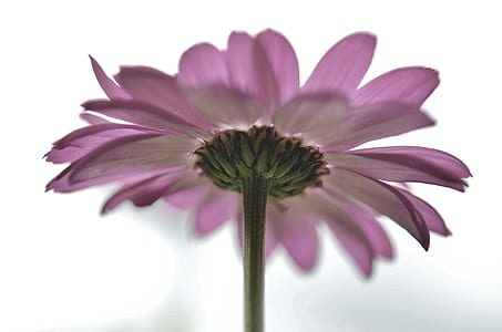 macro photography of purple Gerbera flower thumbnail