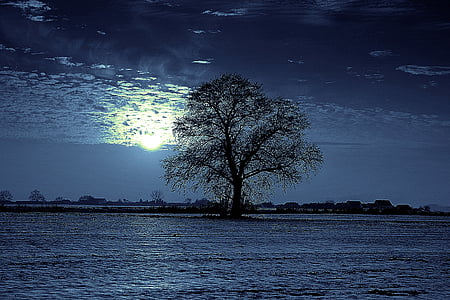 black bare tree thumbnail