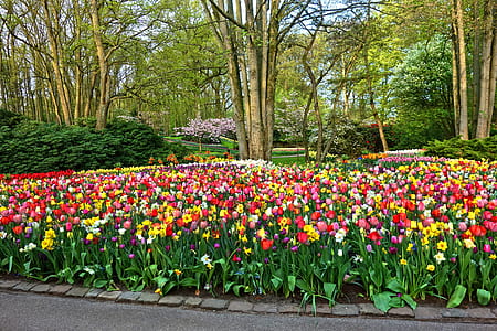 garden flowers thumbnail