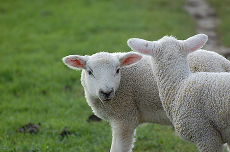 two white sheep kid during daytime thumbnail