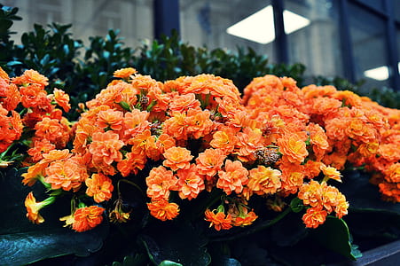 flowers, petals, blur, bloom thumbnail