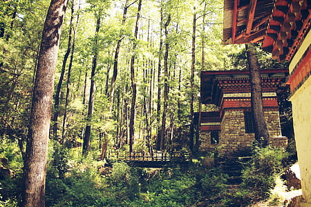 House Near Trees With Bridge Photo thumbnail
