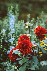 red petaled flower thumbnail
