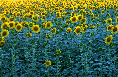 bed of sunflowers thumbnail