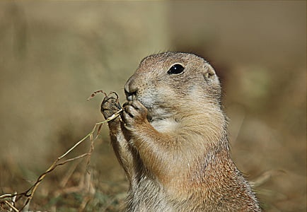 Beaver eating plant thumbnail