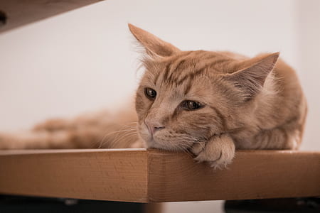 orange tabby cat lying on brown wooden table thumbnail