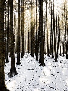 sunlight through trees thumbnail