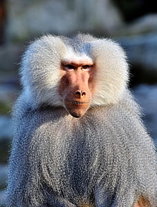 selective focus photo of gray and brown monkey thumbnail