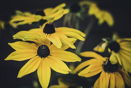 yellow flowers thumbnail