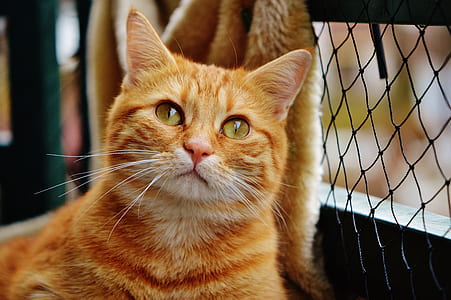 close-up photography of short-furred orange tabby cat thumbnail