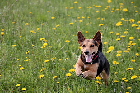 brown and black dog running on yellow flowers during daytime thumbnail