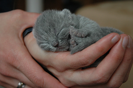 gray animal thumbnail