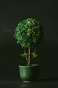 green bonsai plant in green vase thumbnail