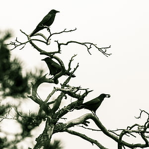 three black bird on tree thumbnail