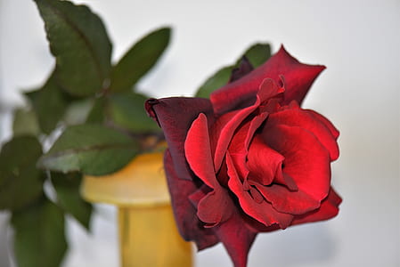 red rose on brown vase centerpiece closeup photography thumbnail
