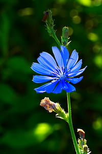 Flower of a chicory plant. Roots of the chicory plant were uses to mix with coffee to stretch a short supple of coffee. In some places the Chicory roots were used as a substitiute for coffee altogether when there were no coffee available. Chicory roots have a similar flavor as coffee but do not contain caffeine. thumbnail