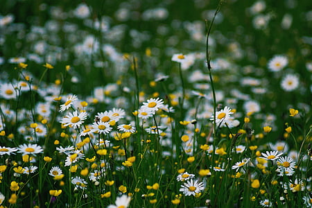 selective focus photography of daisy flower field thumbnail