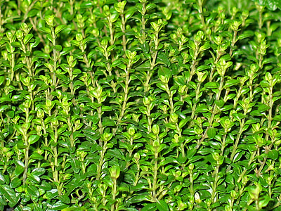 green plant thumbnail