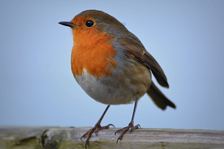 macro shot of orange and gray bird on tree branch thumbnail