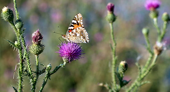 selective focus photography of painted lady butterfly on purple petaled flower thumbnail