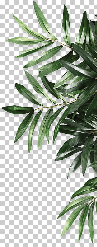 Leaf Be Natural Organics Android, leaf, green leaf plant PNG clipart