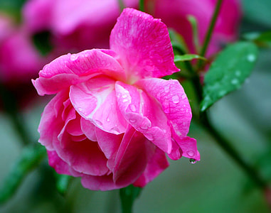 pink rose flower with water dew thumbnail