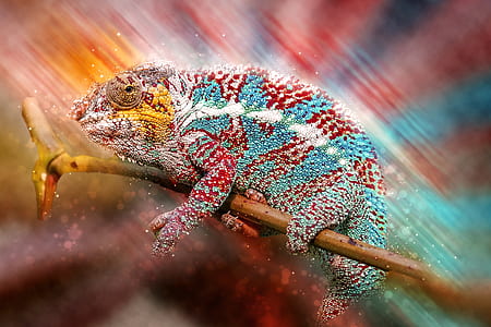 red and teal chameleon thumbnail