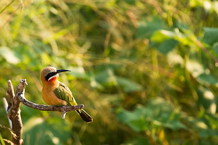 gray and green bird on branch tree thumbnail