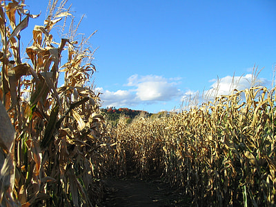 pathway between corn field thumbnail