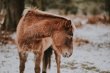 shallow focus photography of brown animal thumbnail